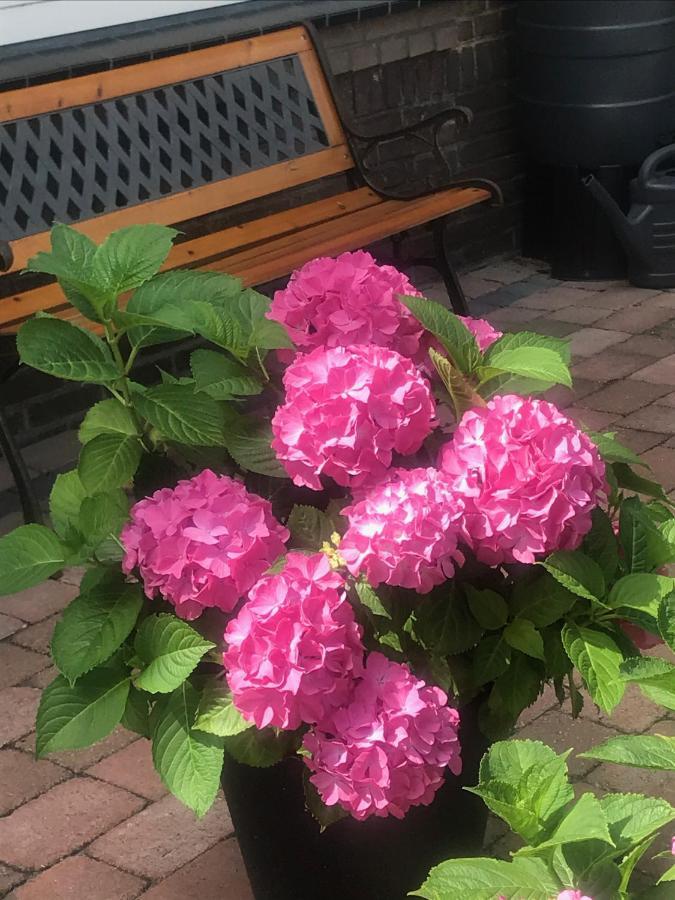 Het Zonnetje Daire Zandvoort Dış mekan fotoğraf